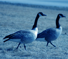 pair of geese